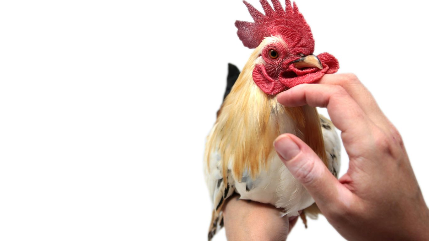 person touching white and beige rooster