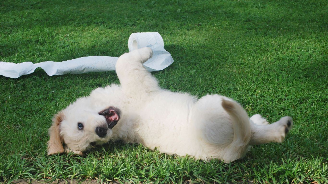 white puppy rolling on green grass