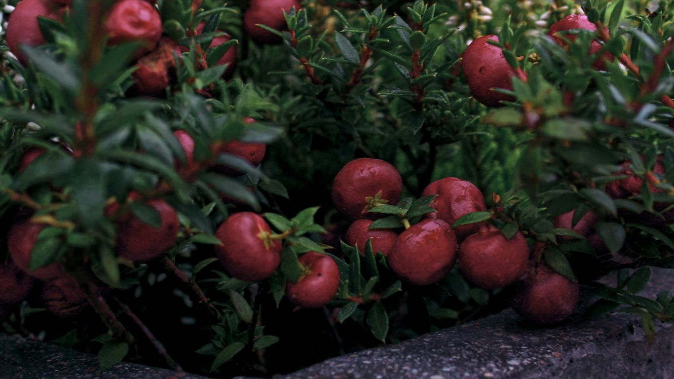 a bunch of apples growing on a tree