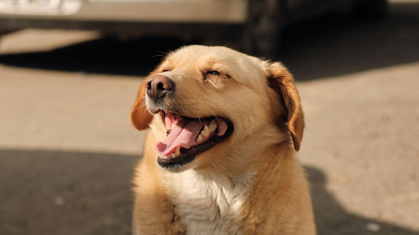 a close up of a dog with a car in the background
