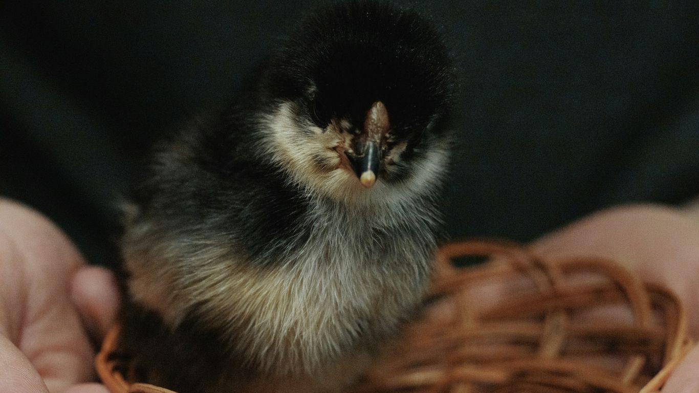 a small bird sitting in a person's hands