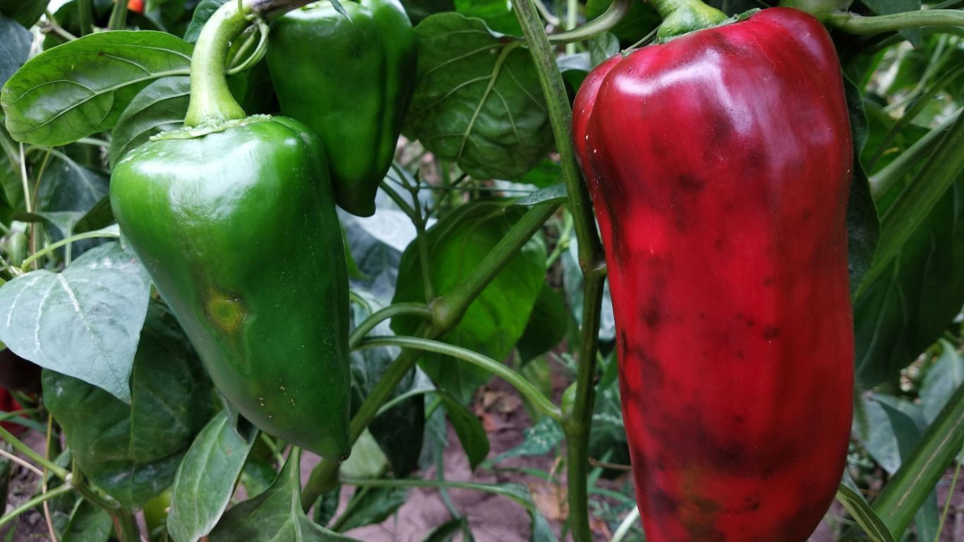 a group of peppers growing on a plant
