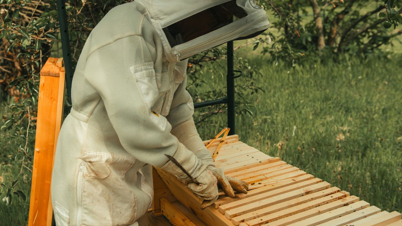a beekeeper in a bee suit is inspecting a beehive