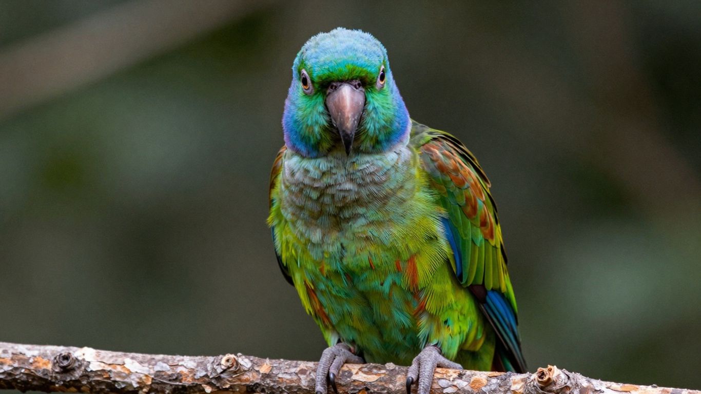 Bronze Winged Pionus parrot with green and bronze feathers.