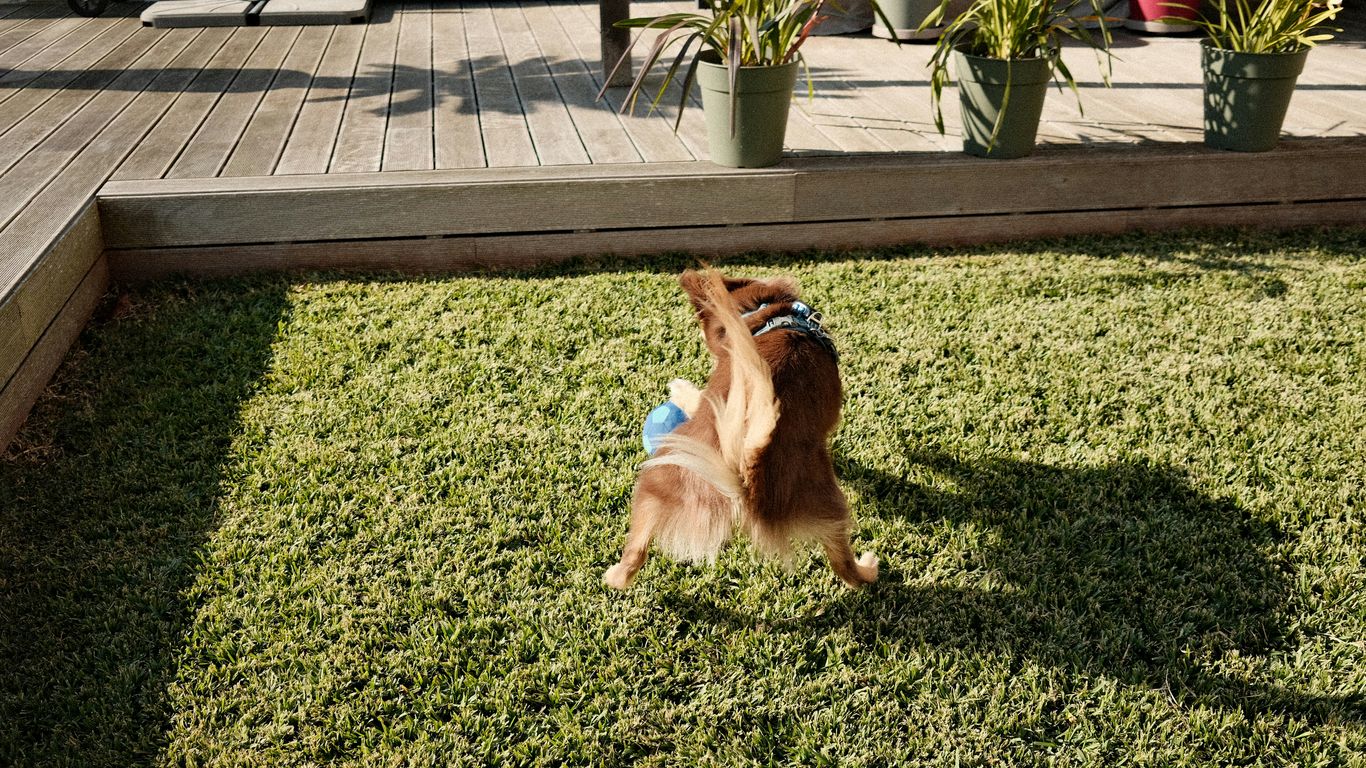 A brown dog standing on top of a lush green field