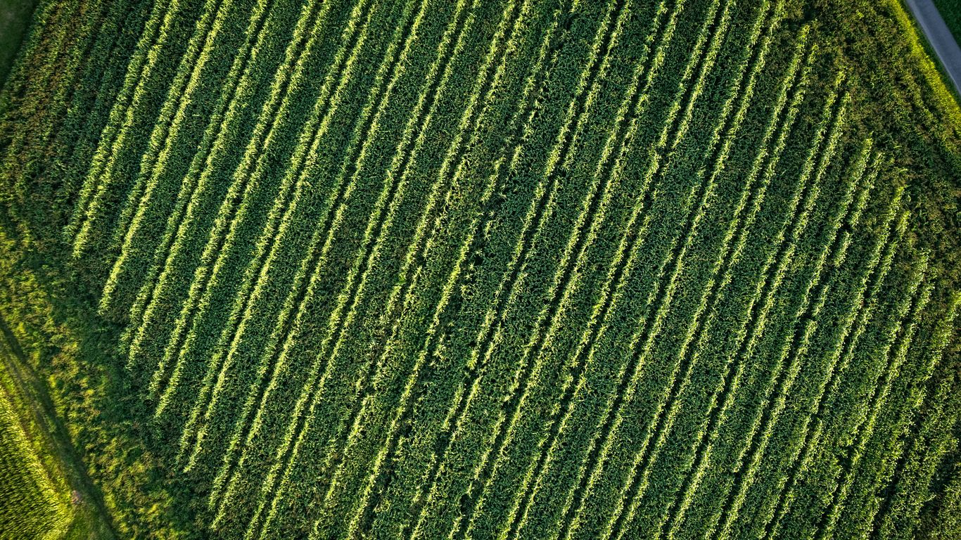 An aerial view of a green field with trees