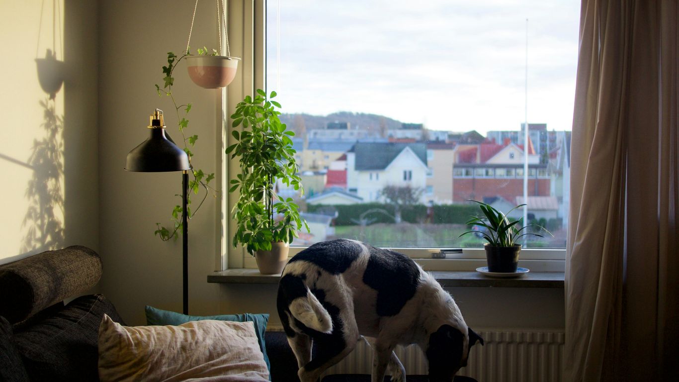 adult black and white dog on blue bed