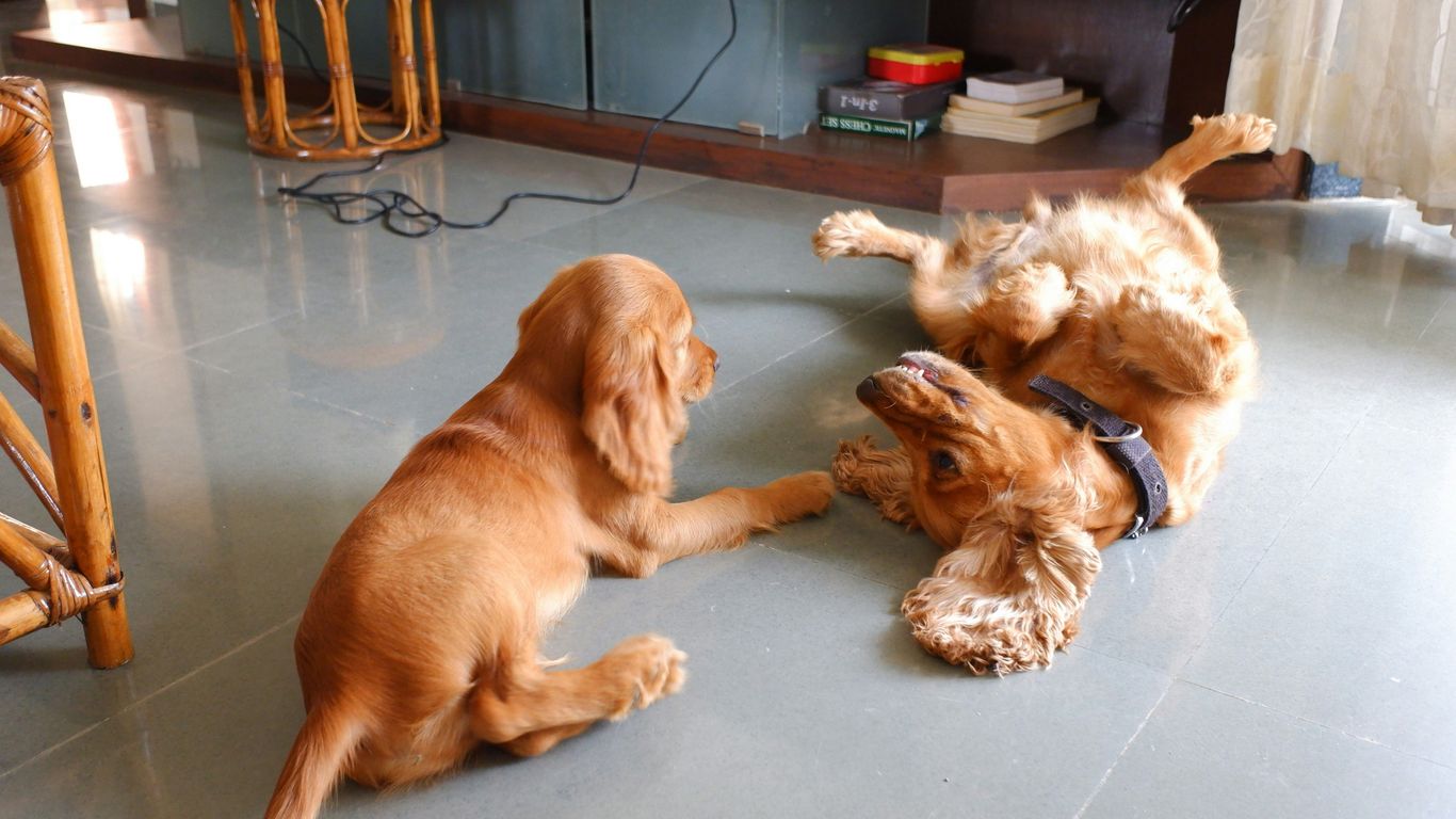 two dogs playing with each other on the floor