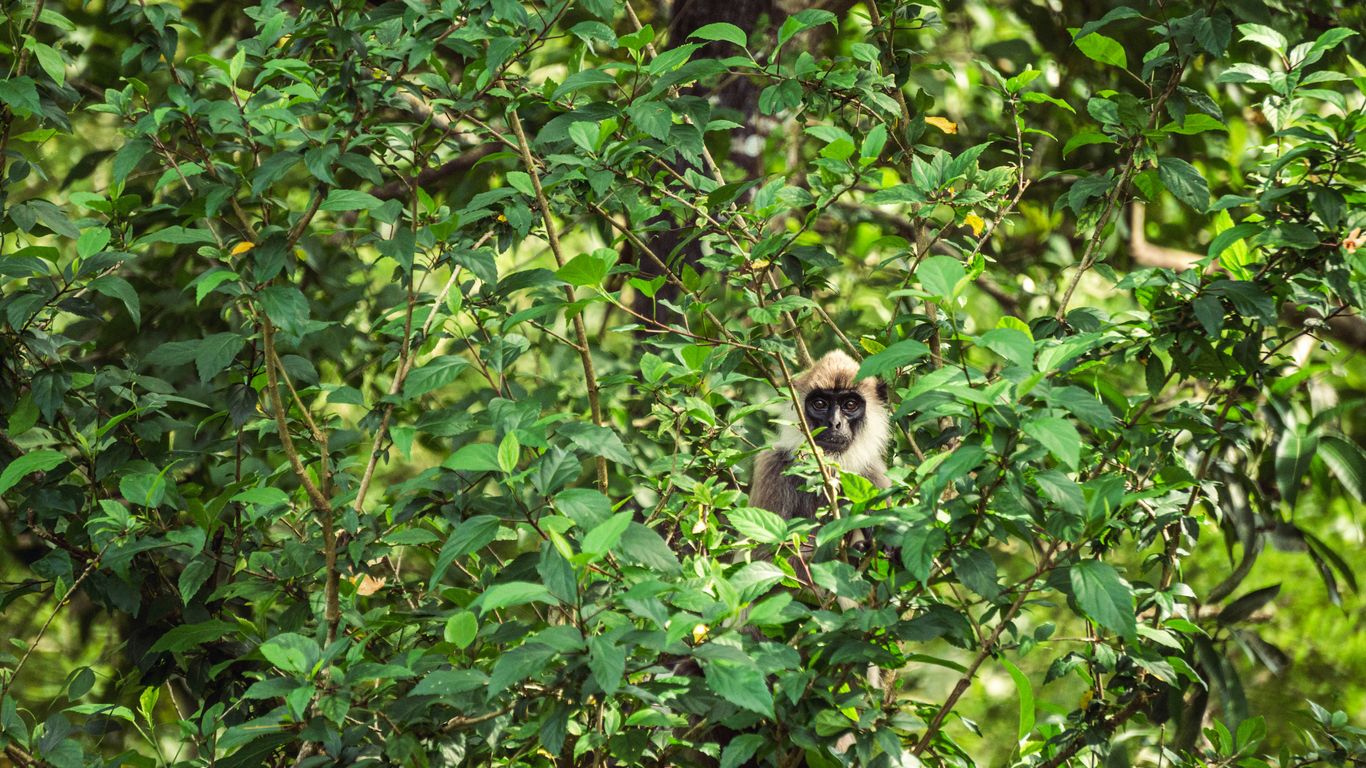 a monkey is sitting in a tree with leaves