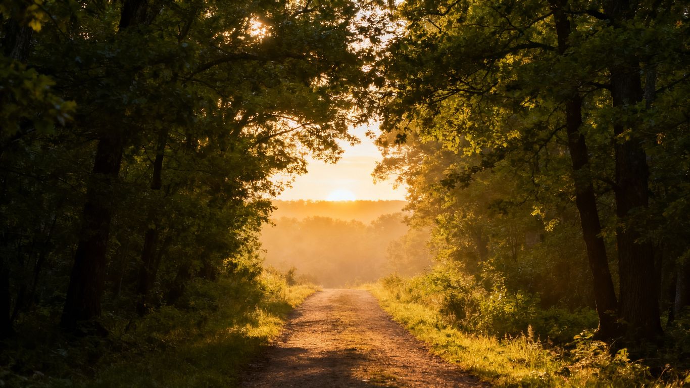 Path leading to a bright horizon in a forest.