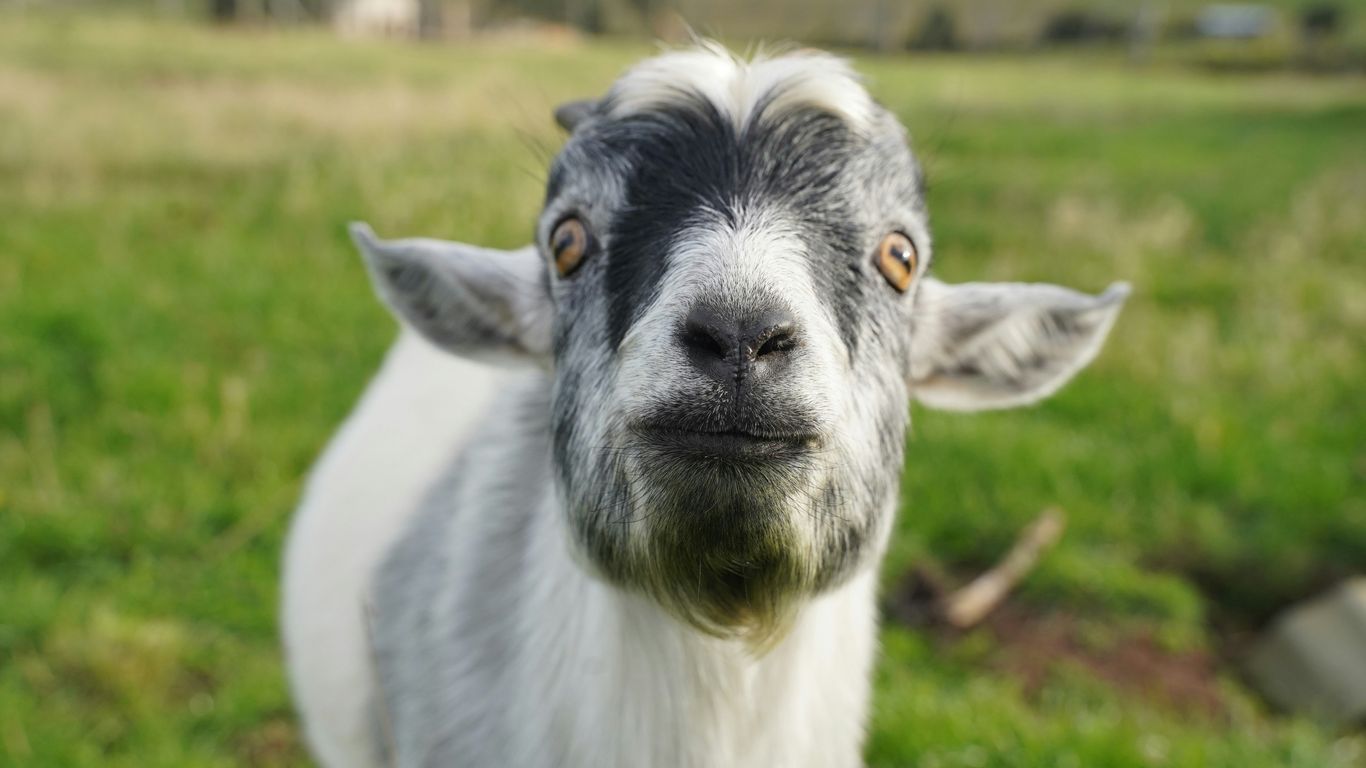 A close up of a goat in a field