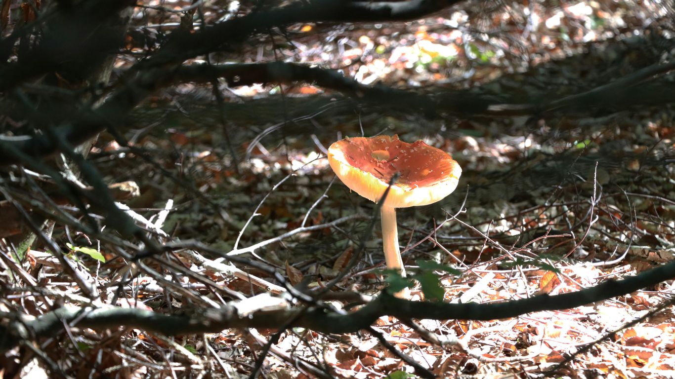 a mushroom growing in the woods