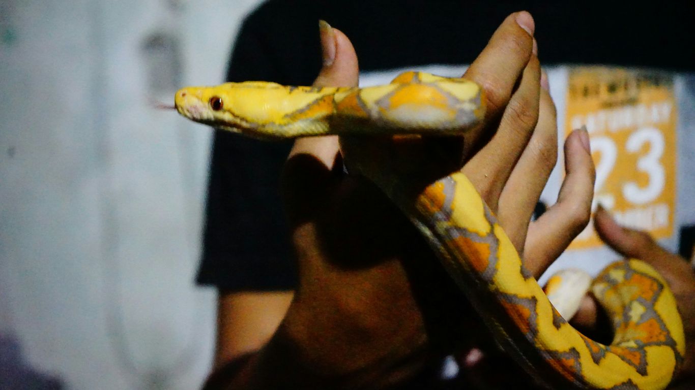orange, yellow and gray snake