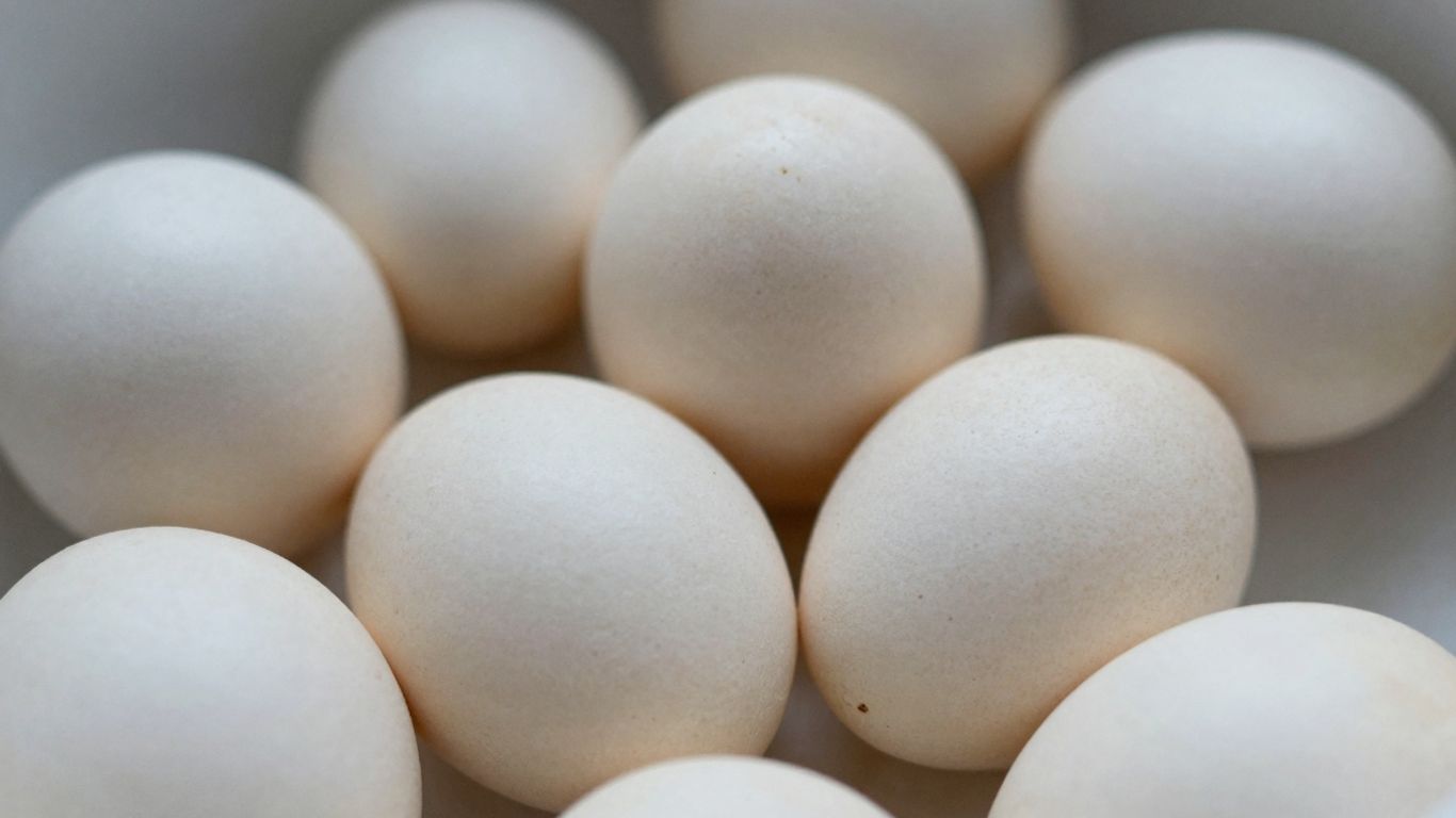 African Grey parrot eggs