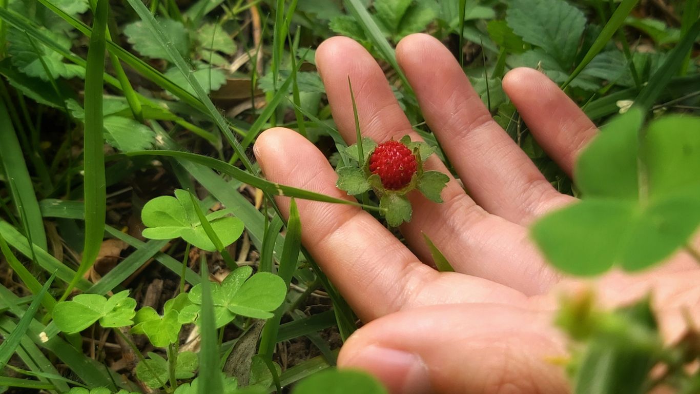 a hand holding a strawberry in the grass