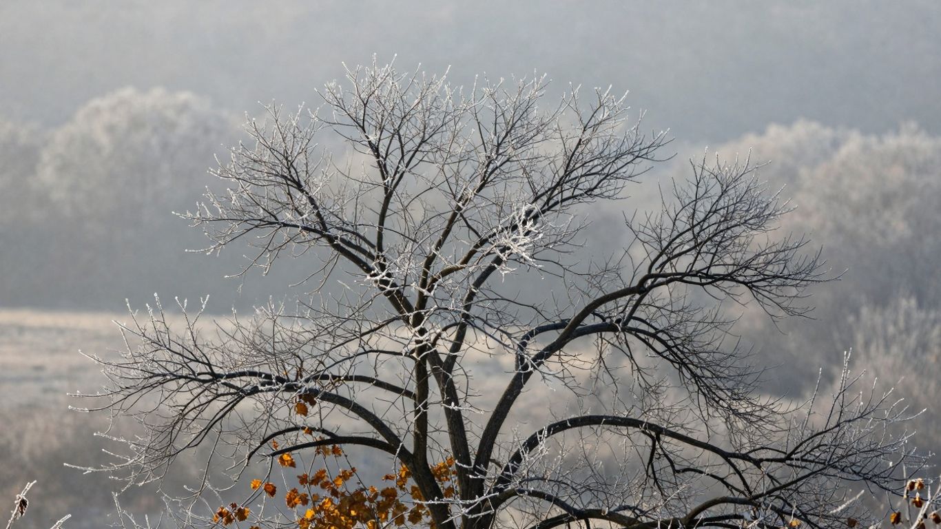 Frost-covered tree branches against a winter landscape.