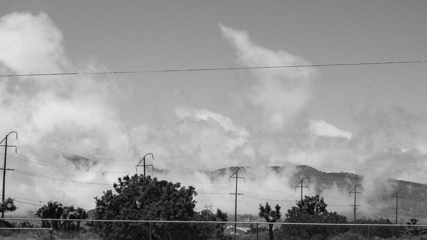 greyscale photo of tree