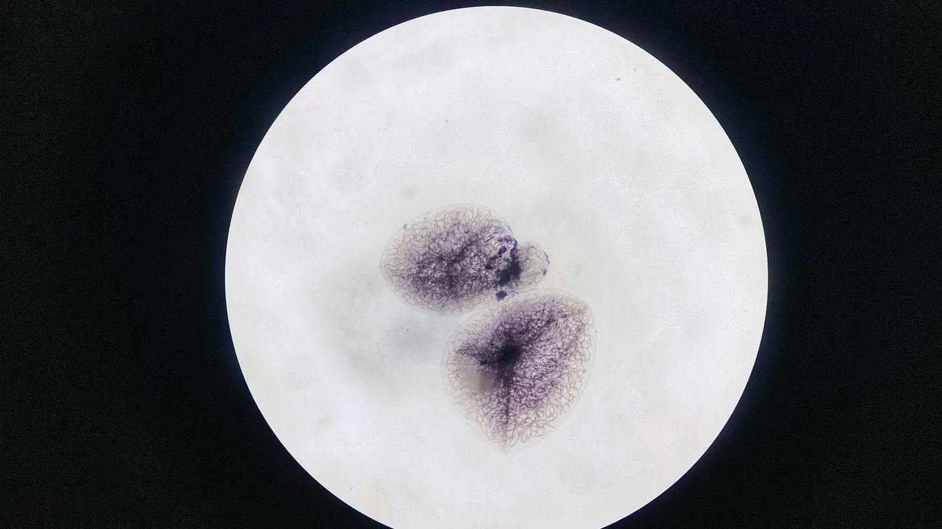 white moon on black background