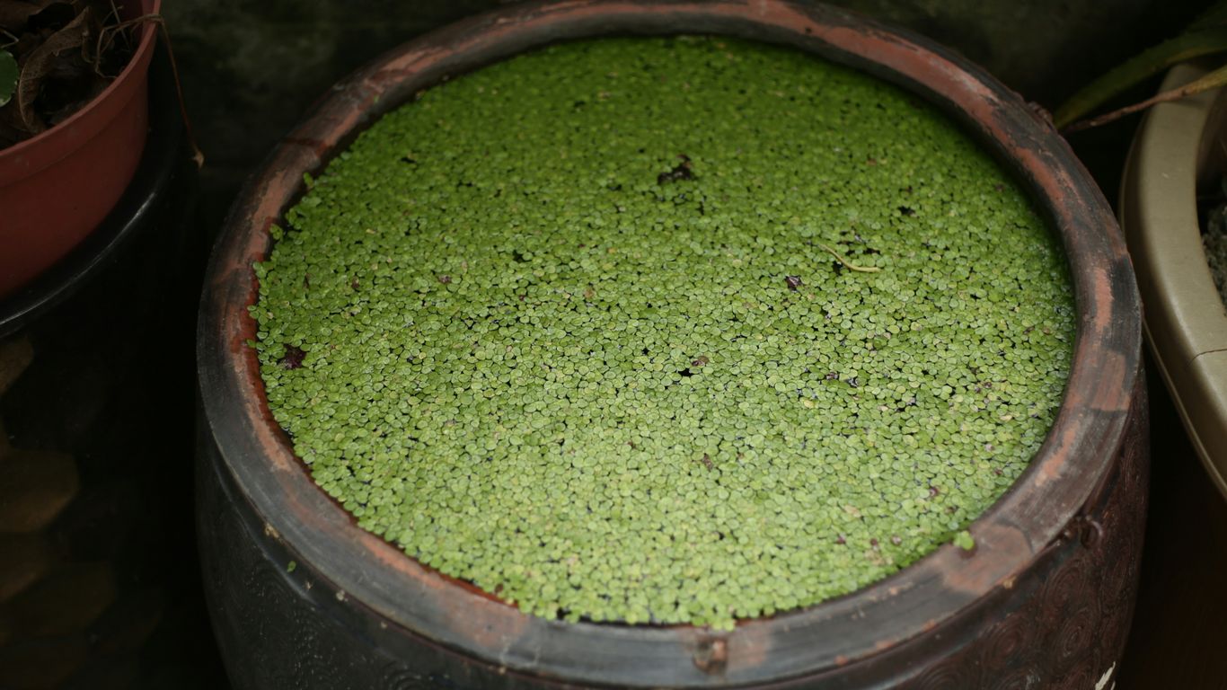 a green bowl of green food