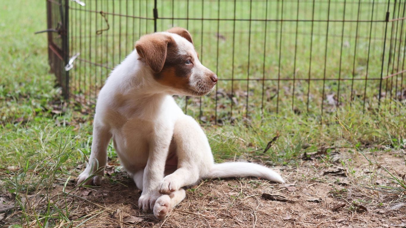 A cute puppy sits on the ground outside.