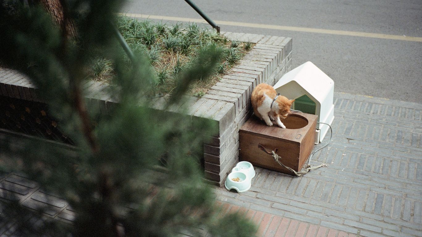 an orange and white cat sitting on top of a piece of luggage