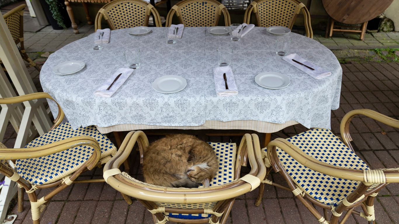 a cat sleeping on a table
