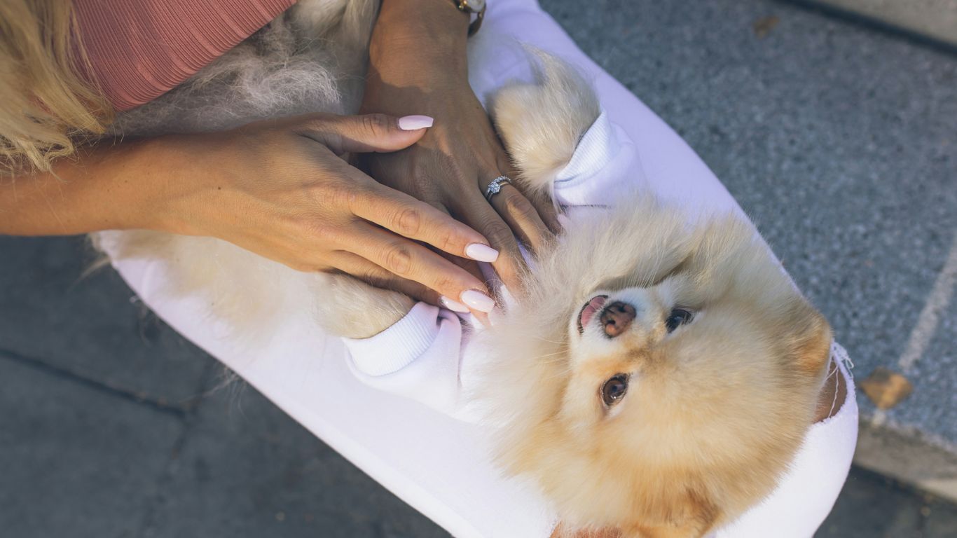person holding brown long coated dog