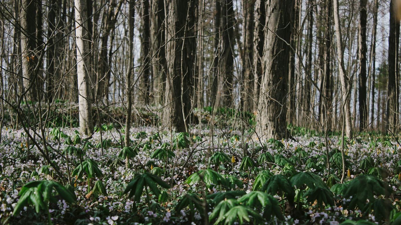 green plants and trees during daytime