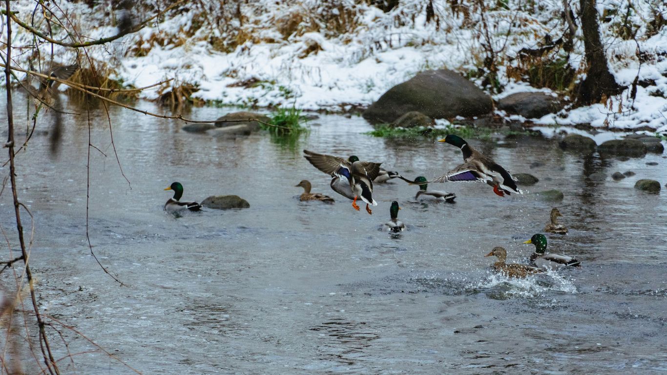 a group of ducks in a river
