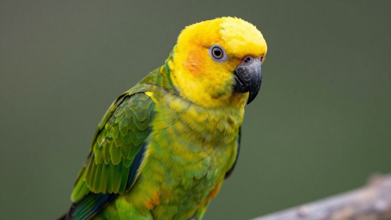 Double Yellow Headed Amazon parrot perched and looking healthy.