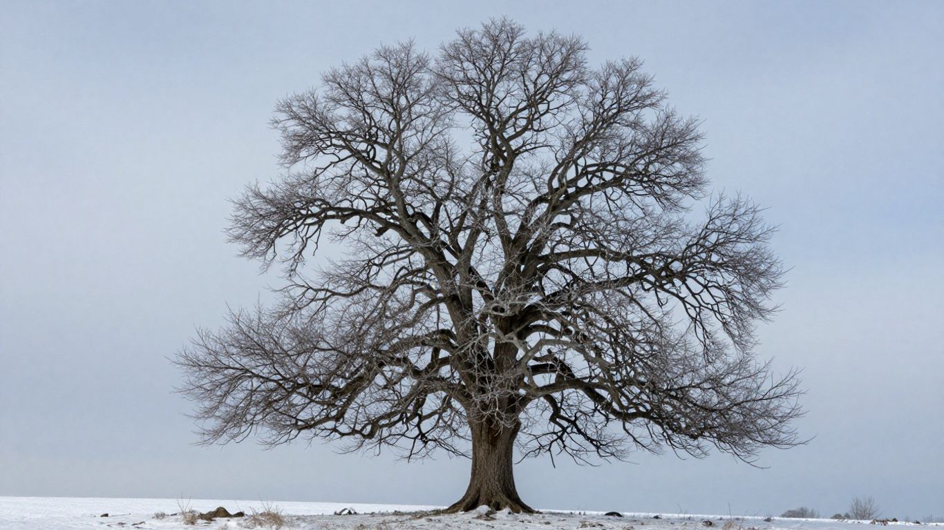 Snow-covered oak tree branches in winter.