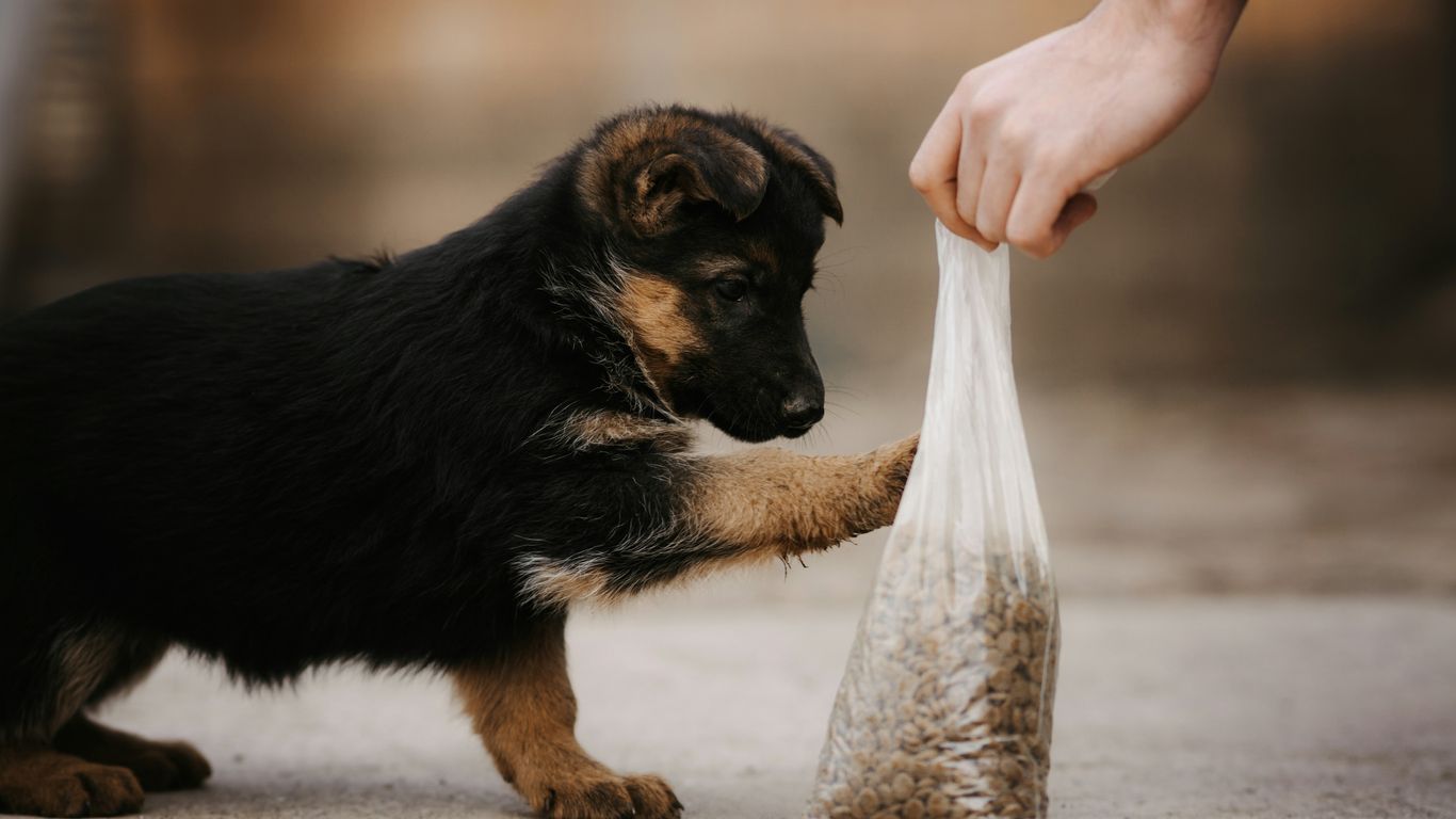 a dog is sniffing a bag of food