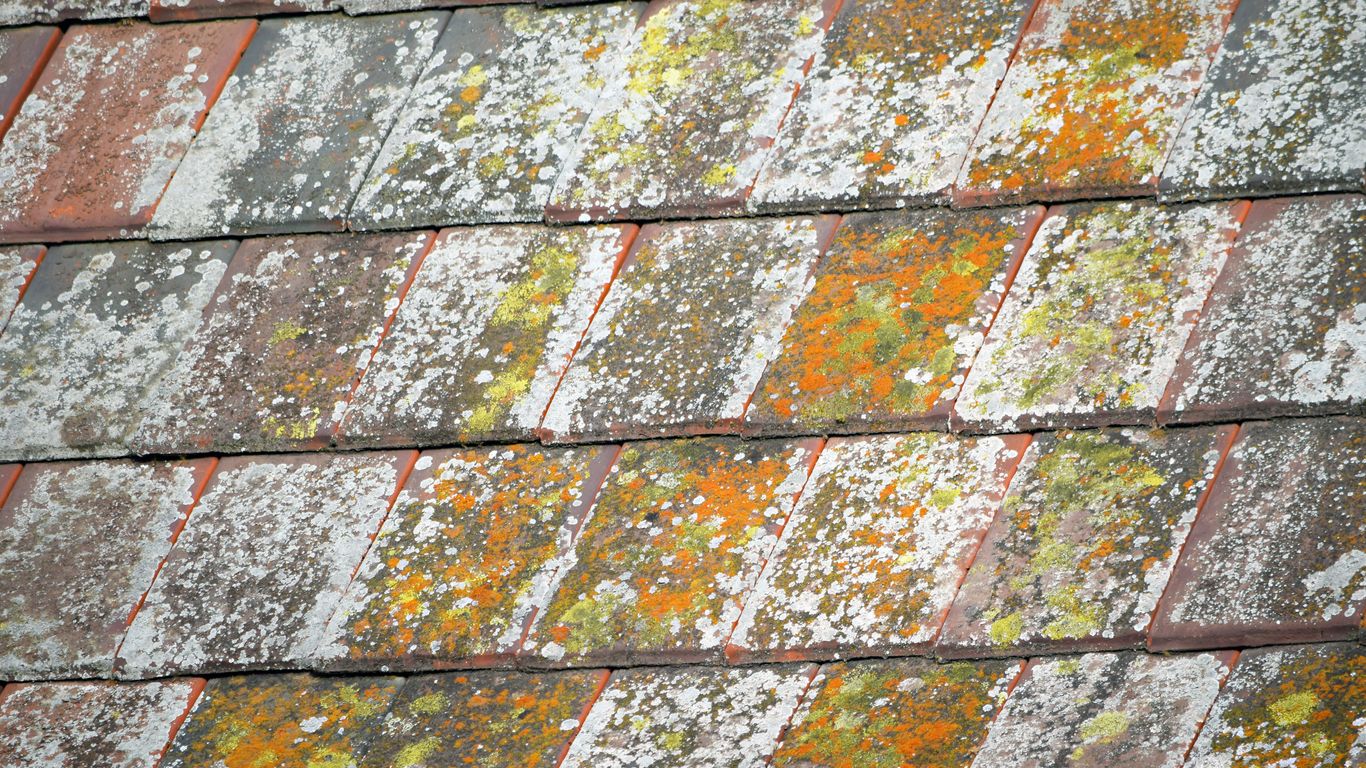 a bird sitting on top of a roof covered in snow