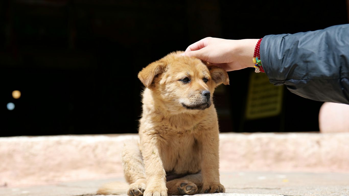 A hand pets a cute brown puppy.