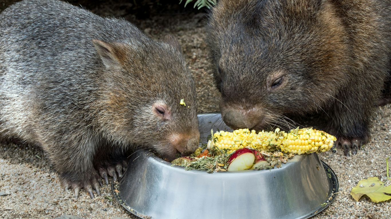 two rodent eating corns