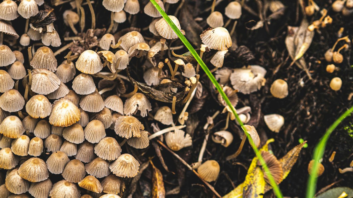 a bunch of mushrooms that are on the ground