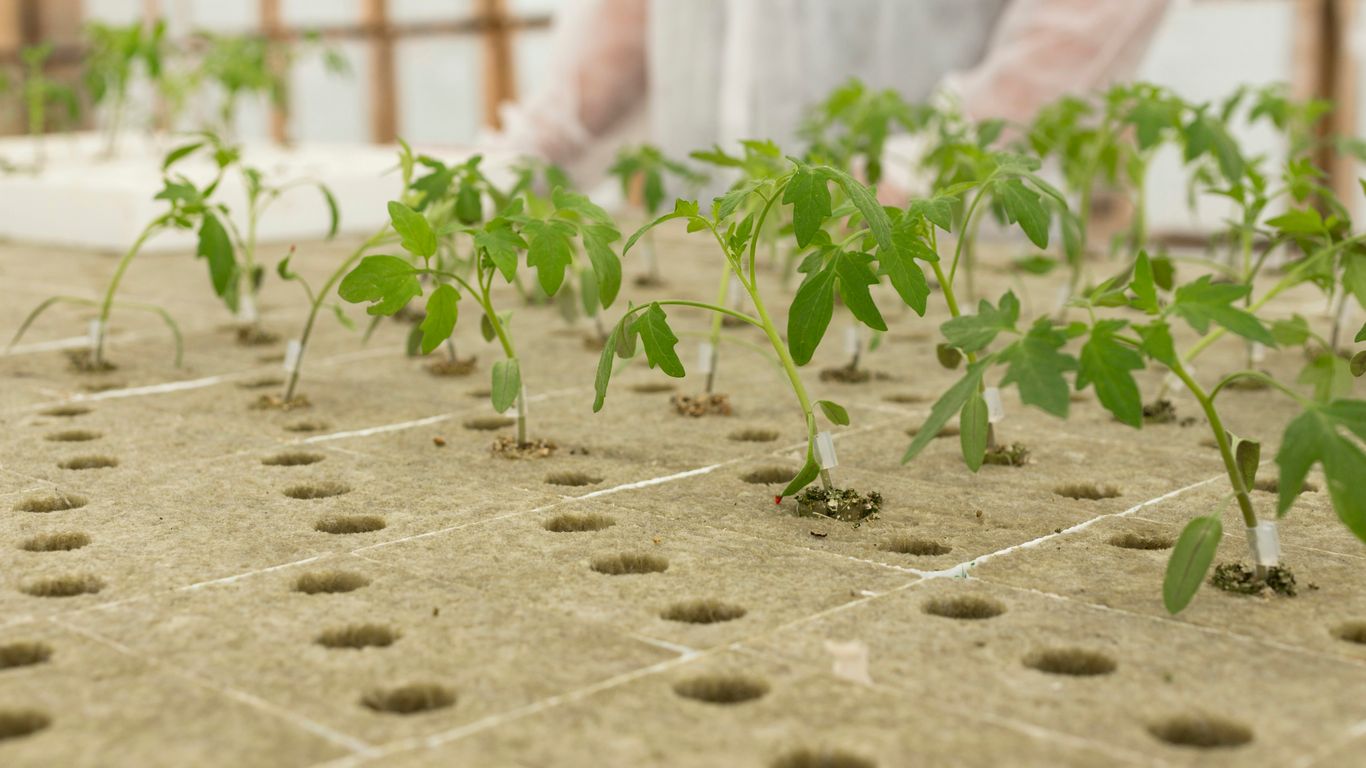 a person standing in front of a bunch of plants