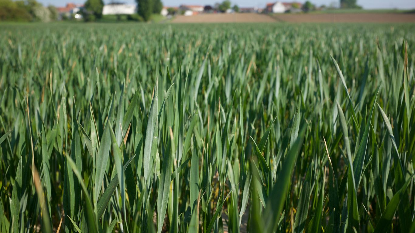 a field of green grass with houses in the background