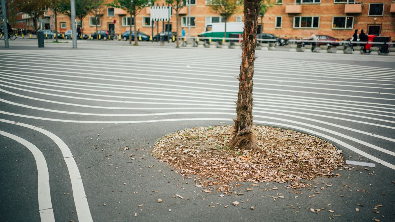 brown tree trunk on gray concrete road