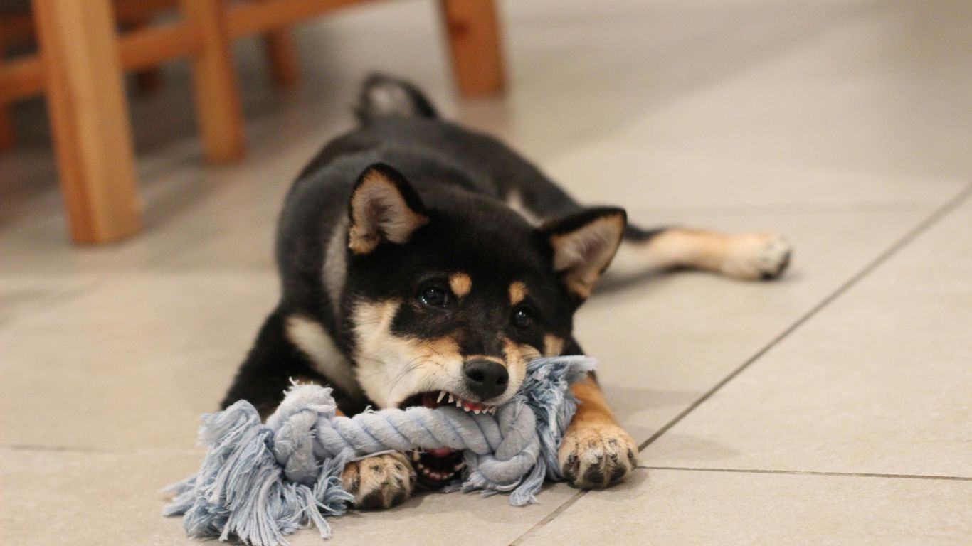 black and white short coated dog lying on white ceramic floor tiles