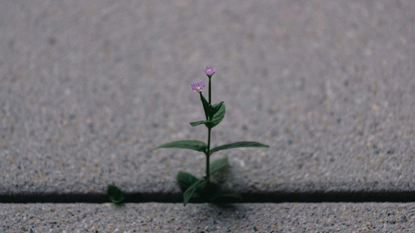 a small plant sprouts out of the pavement