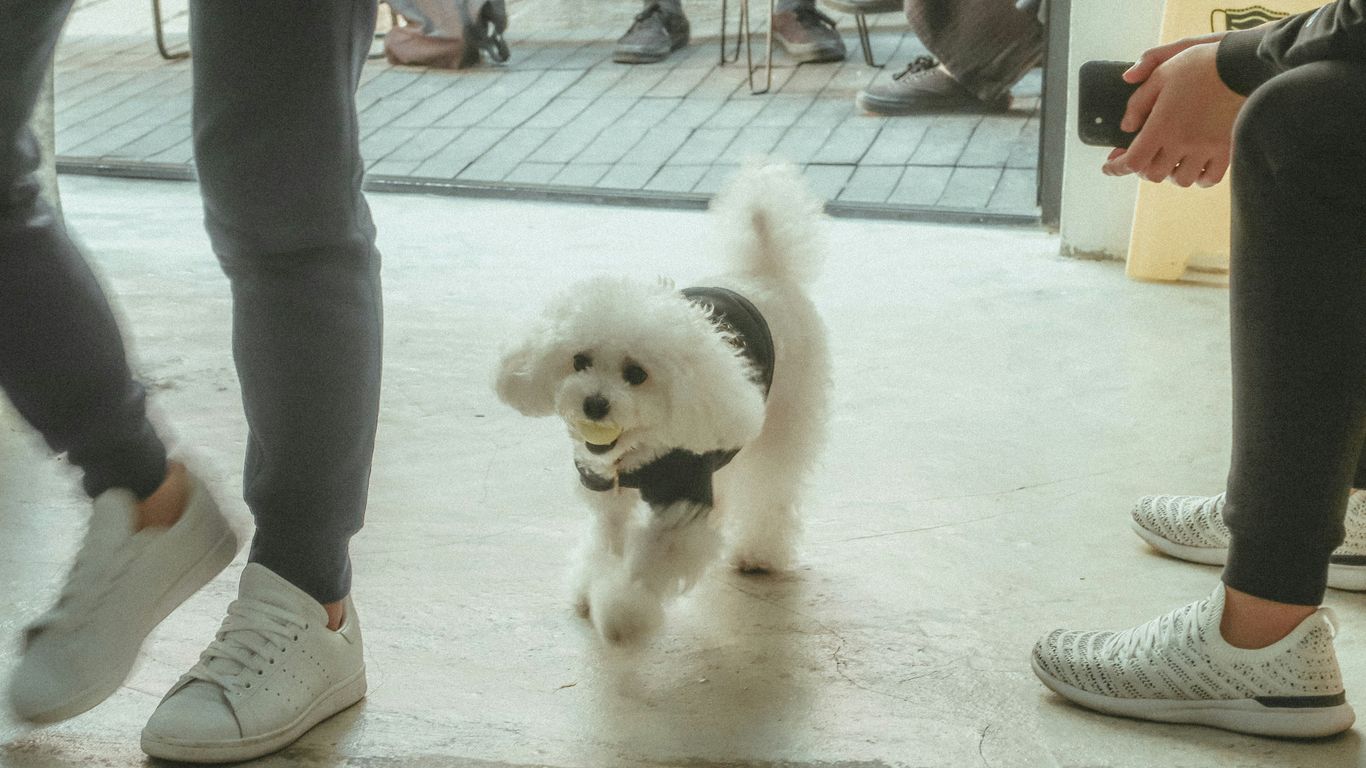 white poodle puppy on white floor tiles