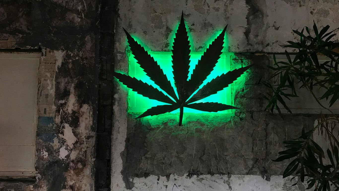 green plant on brown concrete wall