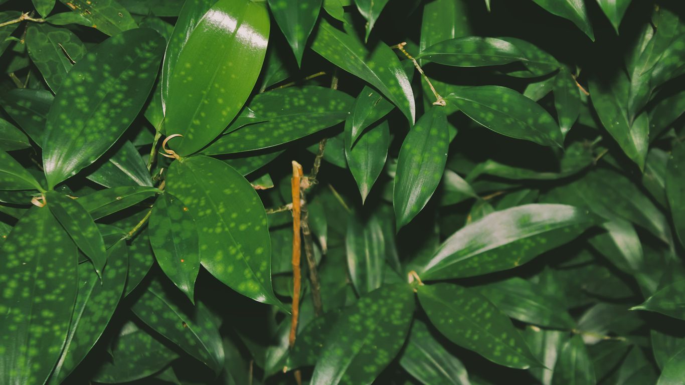 Lush green leaves fill the frame of the image.