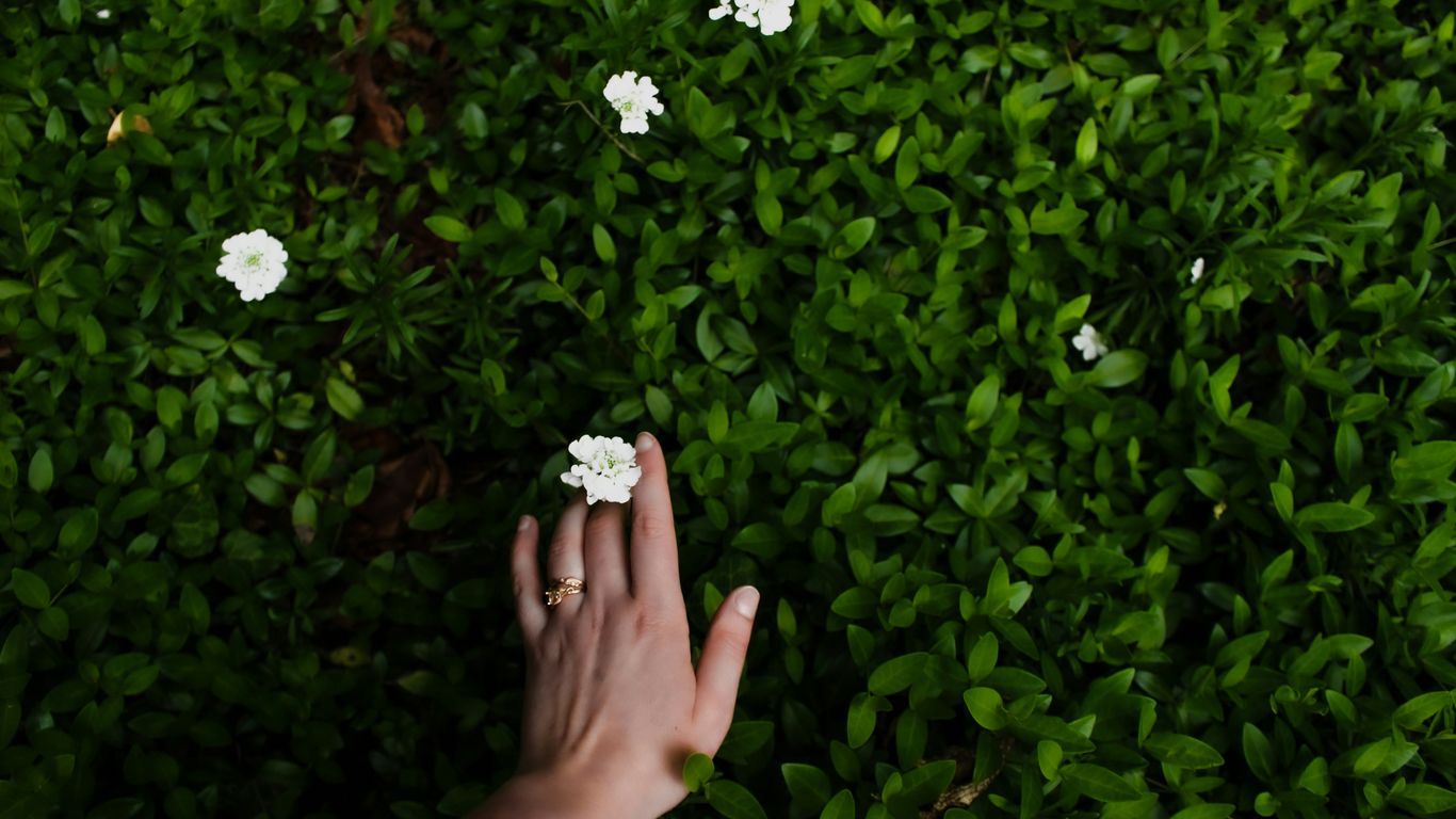 A hand touches a flower on green foliage.