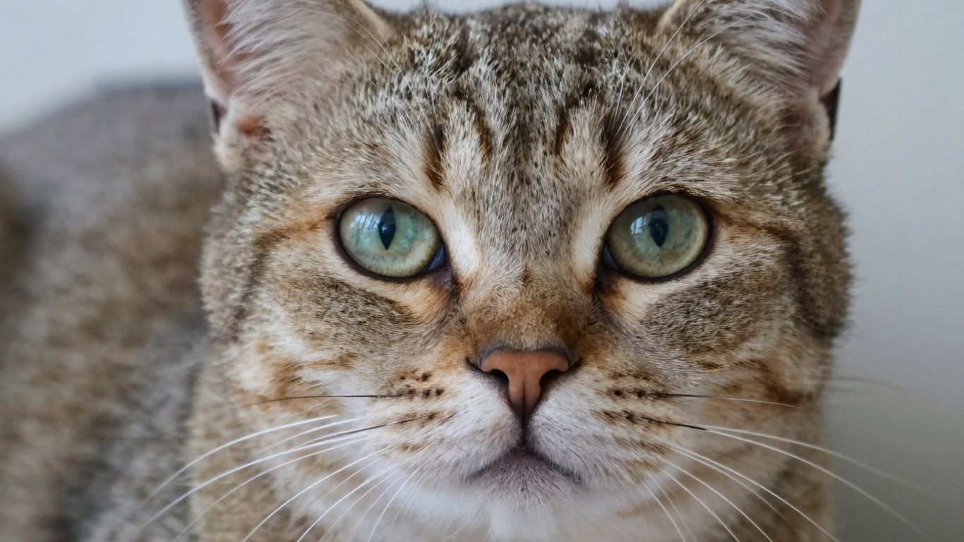 Cat sneezing with wide eyes, looking concerned.