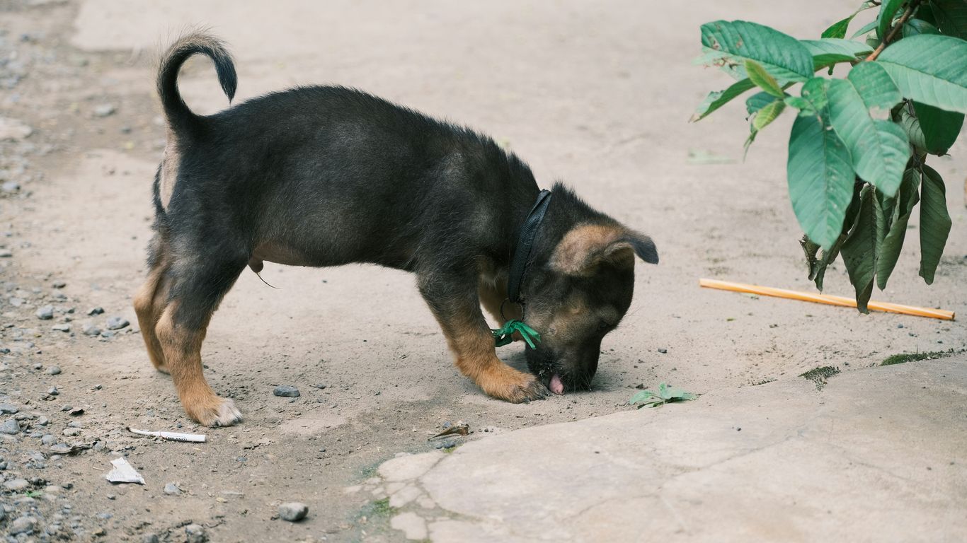 a small black and brown dog sniffing a stick