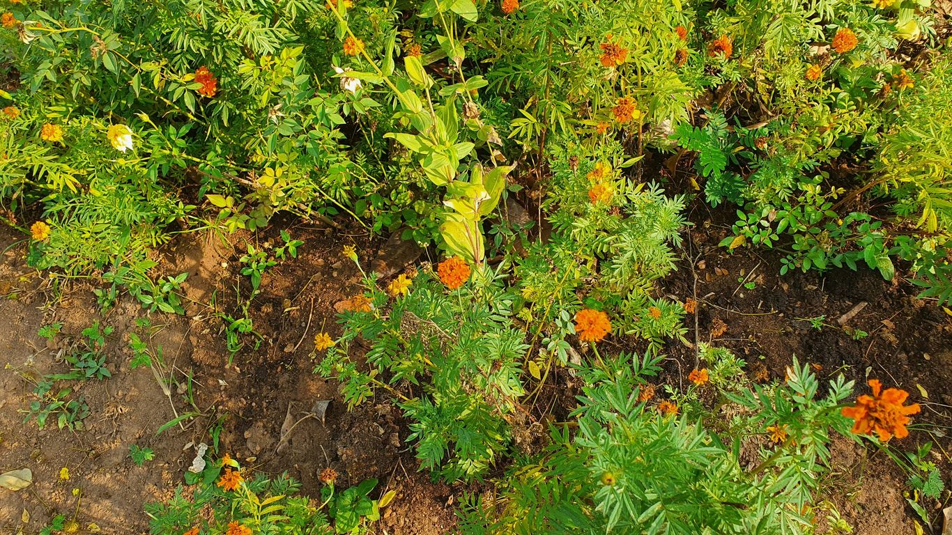 a patch of dirt with lots of flowers growing on it
