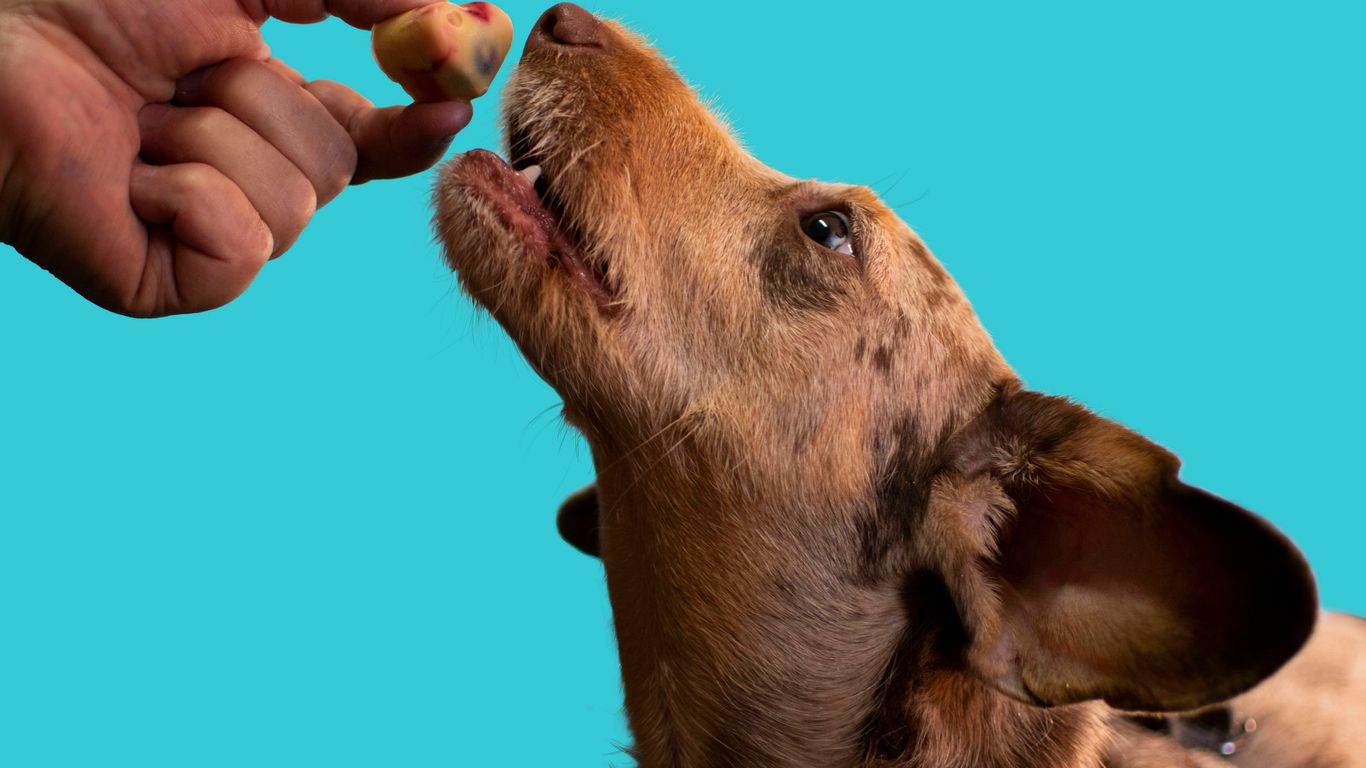 a dog licking a person's hand