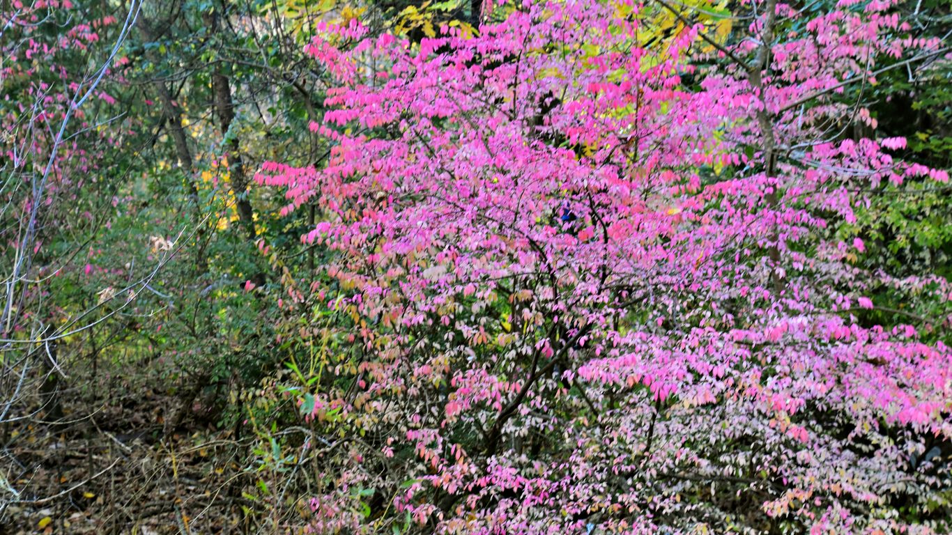 A bush with pink flowers in the middle of a forest